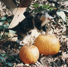 Oh, no!  Runt GNAWED the pumpkin!
